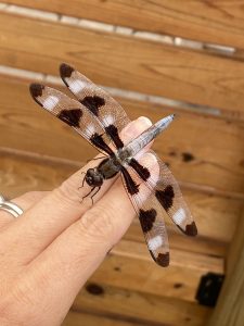 a black and white dragonfly sitting on two fingers.